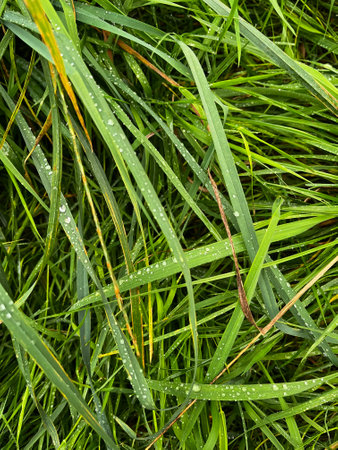 Wallpaper of green and yellow grasses with dew in the morning sun .の写真素材