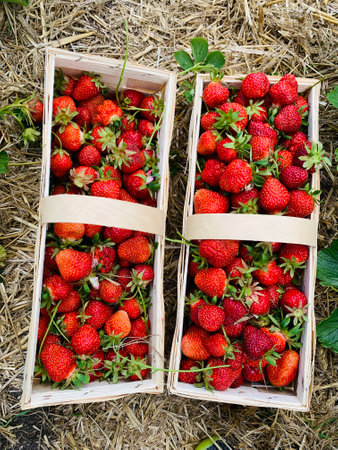 Ripe strawberries ready for eating in wooden boxes. Red ripe strawberries closeup. Selective focus. You can use as the background for any of Your project. High quality photoの写真素材