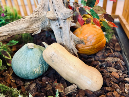 Pumpkin patch fall decoration. High quality photoの写真素材