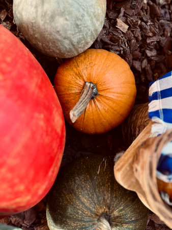 Mix of various pumpkins on wooden background. High quality photoの写真素材
