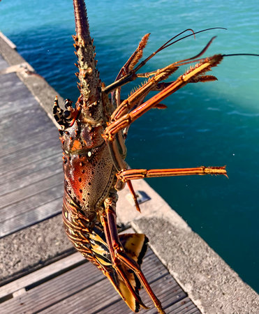 Aquatic Australian freshwater lobster baby green dragon.の写真素材