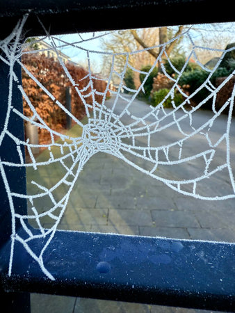 Close up of frozen spider web.の写真素材