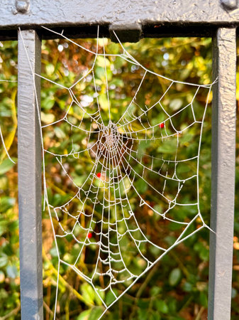 Close up of spider web.の写真素材