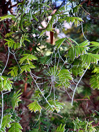 Close up of frozen spider web in winter forest.の写真素材