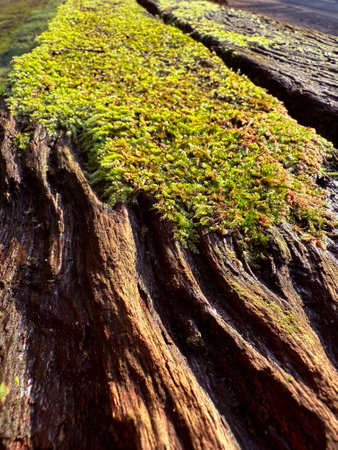 Beautiful green moss on the floor, moss closeup, macro. Beautiful background of moss for wallpaperの写真素材