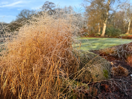 Dead and dry plant bushes in the agriculture field, long dried grass or weed during times of drought.の写真素材