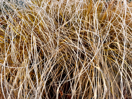 Dead and dry plant bushes in the agriculture field, long dried grass or weed during times of...
