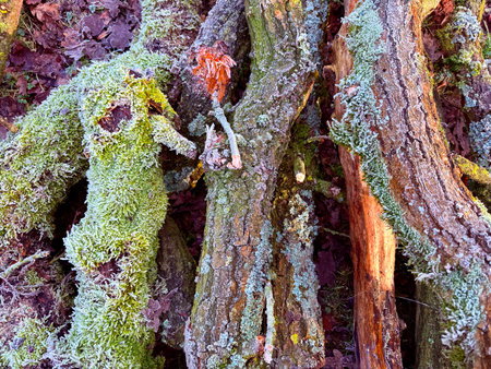 Beautiful green moss on the floor, moss closeup, macro. Beautiful background of moss for wallpaperの写真素材
