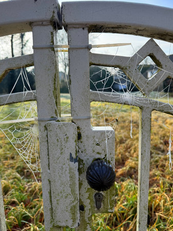 Close up of frozen spider web in winter forest.の写真素材