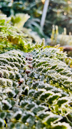 Beautiful leaves in the frost. Frozen leaves close up. High quality photoの写真素材