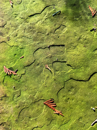 Close-up of an old concrete wall overgrown with moss. Green moss covers the uneven surface of the brick,の写真素材
