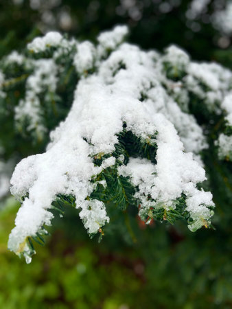 Fresh snow on the needles of a Blue Spruce tree from an early winter storm..の写真素材
