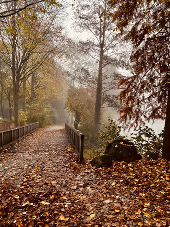 Path through a foggy forest during autumn..の写真素材