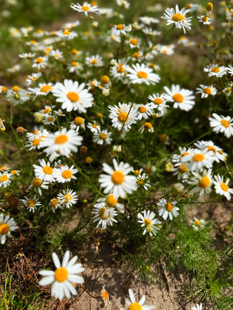 delicate flower of white chamomile. Matricaria chamomilla, white wildflowers. beautiful white chamomile flowers on a green field close-up on a summer day. floral background. beauty of nature.の写真素材