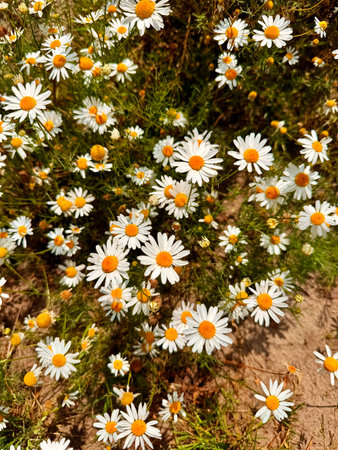 delicate flower of white chamomile. Matricaria chamomilla, white wildflowers. beautiful white chamomile flowers on a green field close-up on a summer day. floral background. beauty of nature.の写真素材