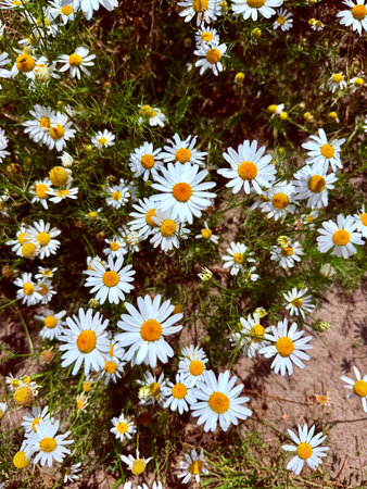 delicate flower of white chamomile. Matricaria chamomilla, white wildflowers. beautiful white chamomile flowers on a green field close-up on a summer day. floral background. beauty of nature.の写真素材
