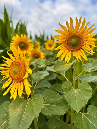Sunflower natural background. Sunflower blooming. Close up of sunflowersの写真素材