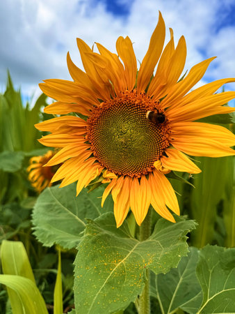 Sunflower natural background. Sunflower blooming. Close up of sunflowersの写真素材