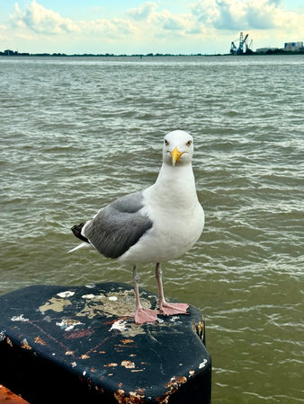 seagull on the pier, seagull on the beach, close up gull, white bird.