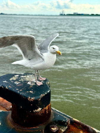 seagull on the pier, seagull on the beach, close up gull, white bird.の写真素材