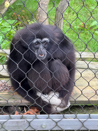 Gibbon behind the cage in the park.