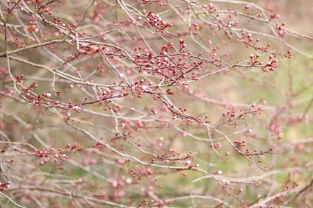 Close-up view of nascent almond flower buds showing vibrant pink tips against a soft, blurred...