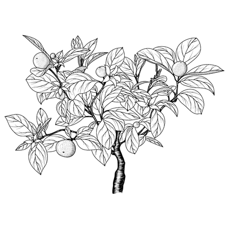 Hand drawn image of an orange (tangerine) tree. An ink-drawn sketch. Vector EPS 10.のイラスト素材