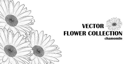 Vector black and white background (2: 1) with hand-drawn chamomiles (daisy) flowers. EPS 10.のイラスト素材