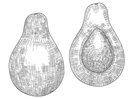Vector black and white image of a whole and halved avocado. Hand-drawn. EPS 10.のイラスト素材