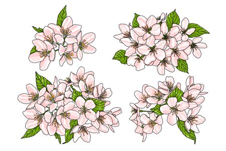 Pink flowers of apple tree with green leaves isolated on white background. Vector EPS 10.のイラスト素材