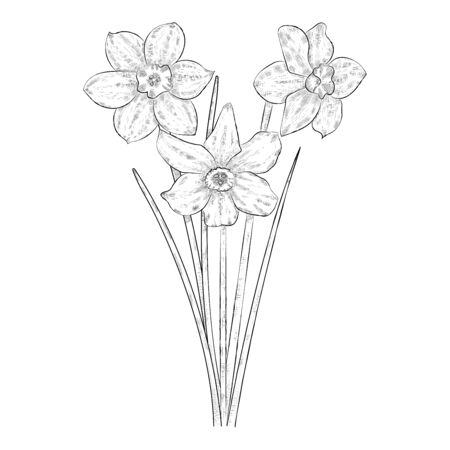 Black and white narcissus flowers.のイラスト素材