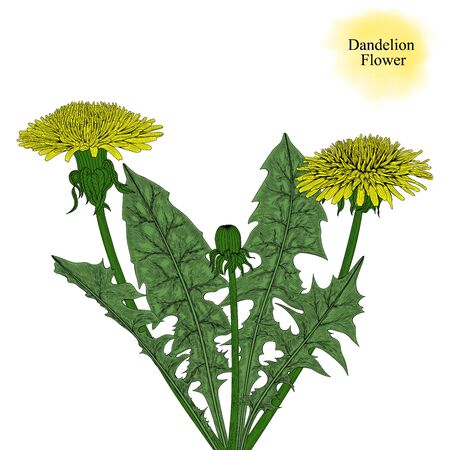 Hand-drawn dandelion flower with leaves.のイラスト素材
