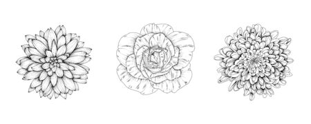 Vector flowers of rose, chrysanthemum, dahlia. Hand-drawn black and white flower heads.のイラスト素材