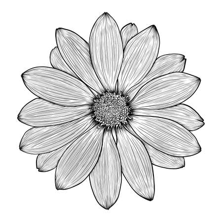 Vector vintage hand-drawn image of chamomile, gerbera, daisy or chrysanthemum flower, ink style. EPS 10のイラスト素材
