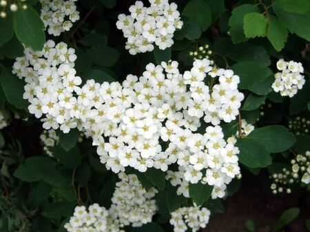 Green bush with white flowersの写真素材