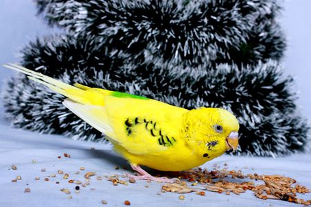 A yellow wavy parrot eats a corn on a background the tree of Christmas.の写真素材