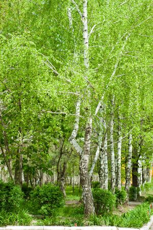 Trees of a birch with fresh foliageの写真素材