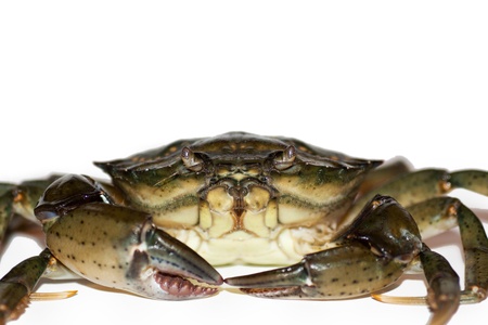 large living crab close upの写真素材