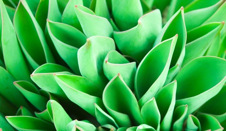 background leaves of young tulipsの写真素材