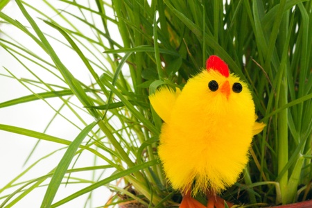 one easter chicken in a green grassの写真素材