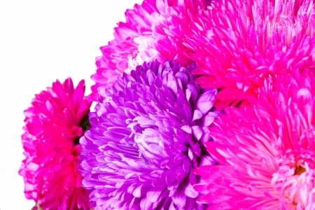 bright flowers of a chrysanthemumの写真素材