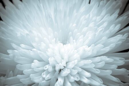 Petals of a white chrysanthemum flower 