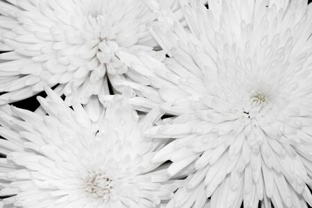 Petals of a white chrysanthemum flower の写真素材