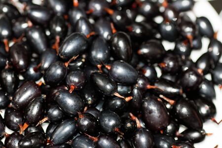 background of berry of a black currantの写真素材