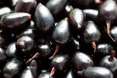 background of berry of a black currantの写真素材