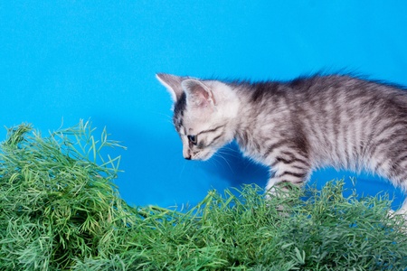 kitten playing a green grassの写真素材