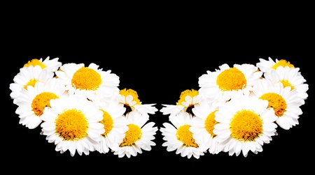 Bouquet of daisies on a black backgroundの写真素材