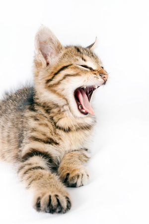 Small striped British kitten growlsの写真素材