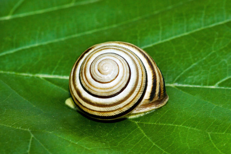 Snail on a green leaf.の写真素材