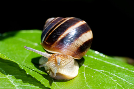 Snail on a green leaf.の写真素材